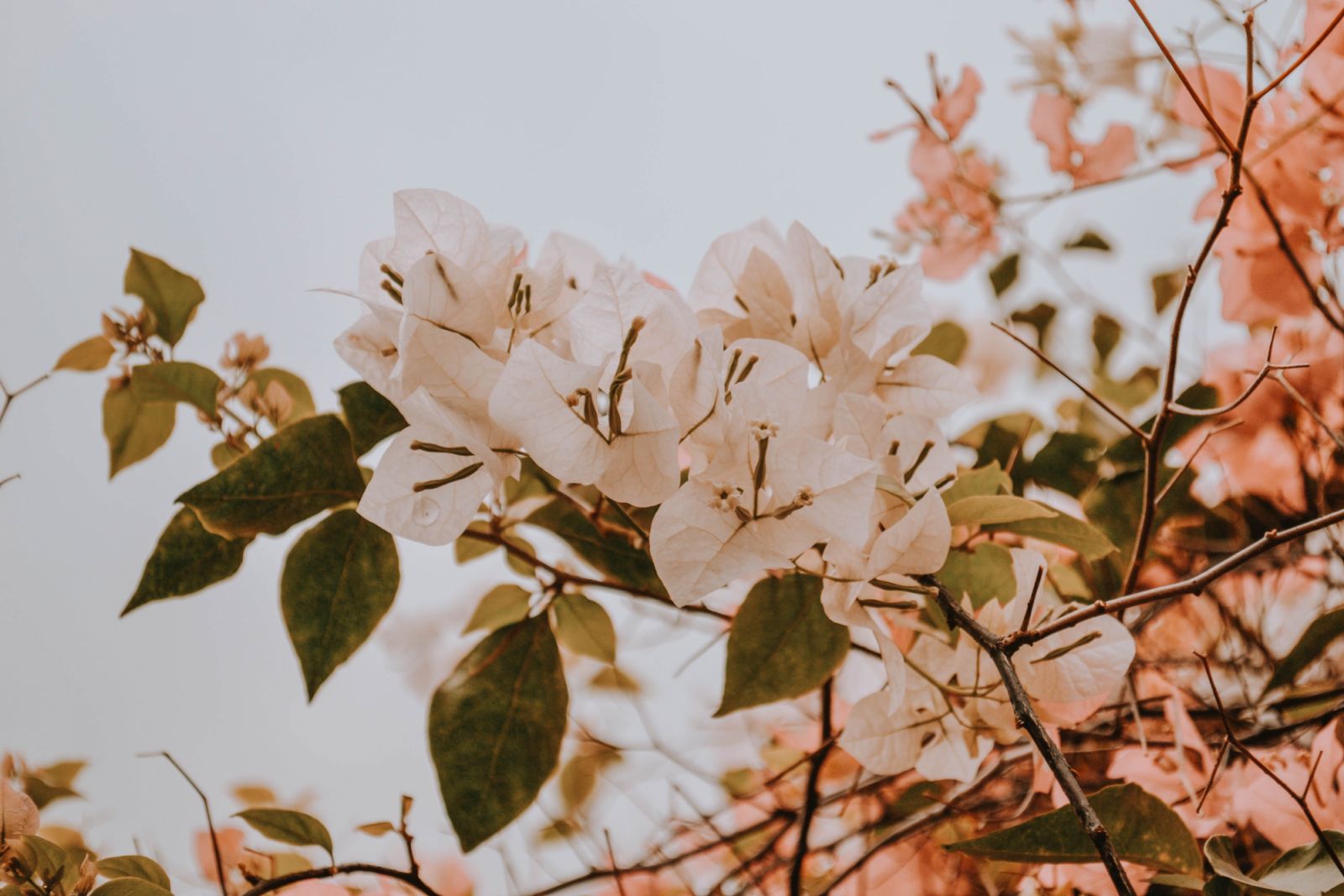 Bougainvillea (Photo: WanderFleur/ Unsplash)