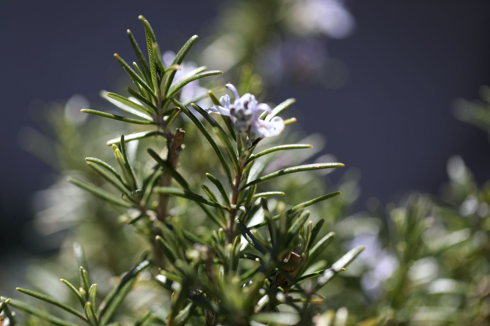 Rosemary (Photo: Luca Volpe/ Unsplash)