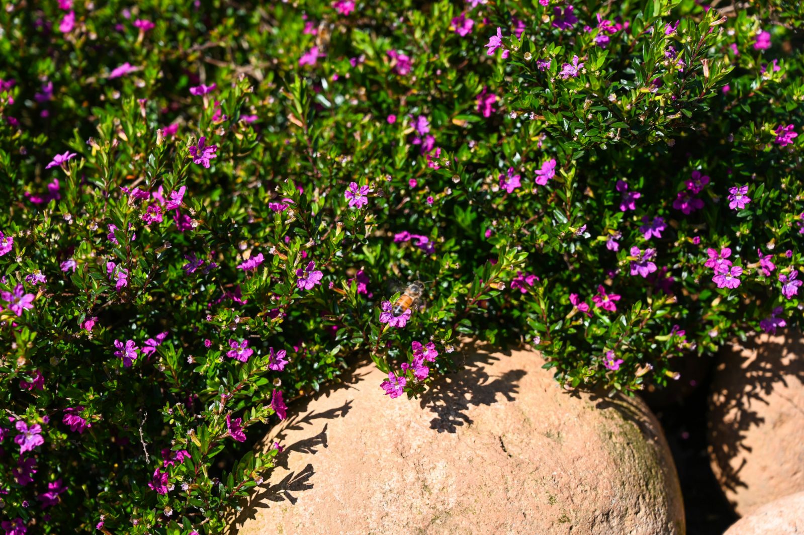 False Heather (Photo: iStock)