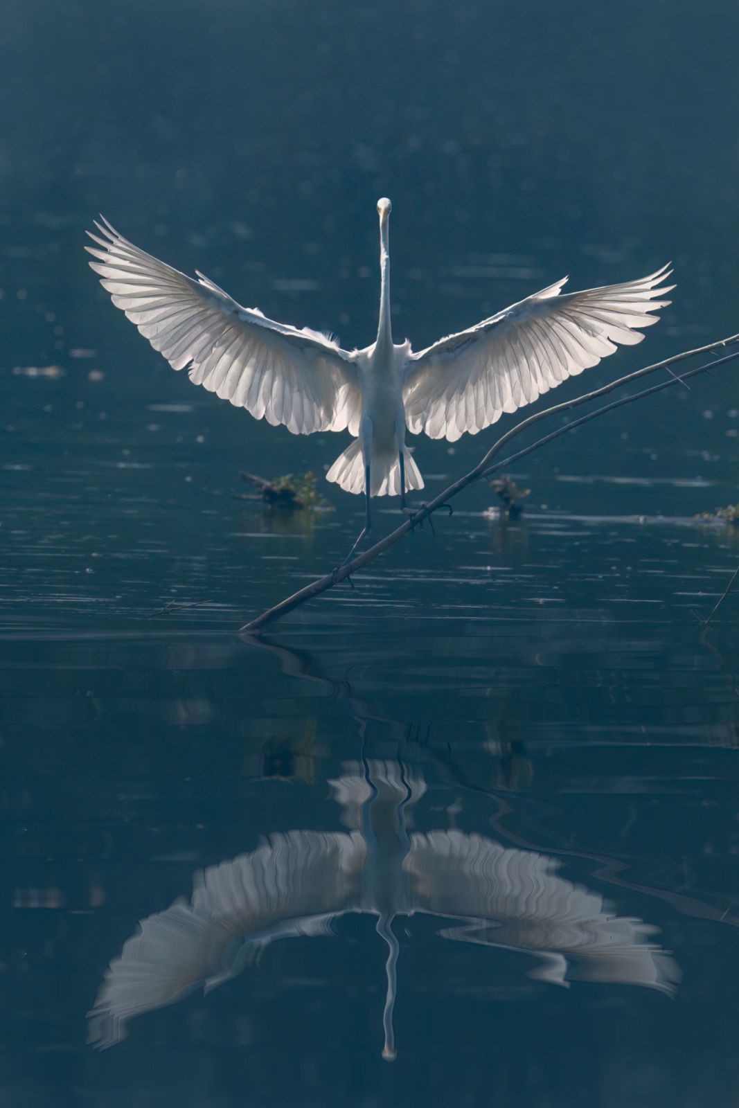 egret bird