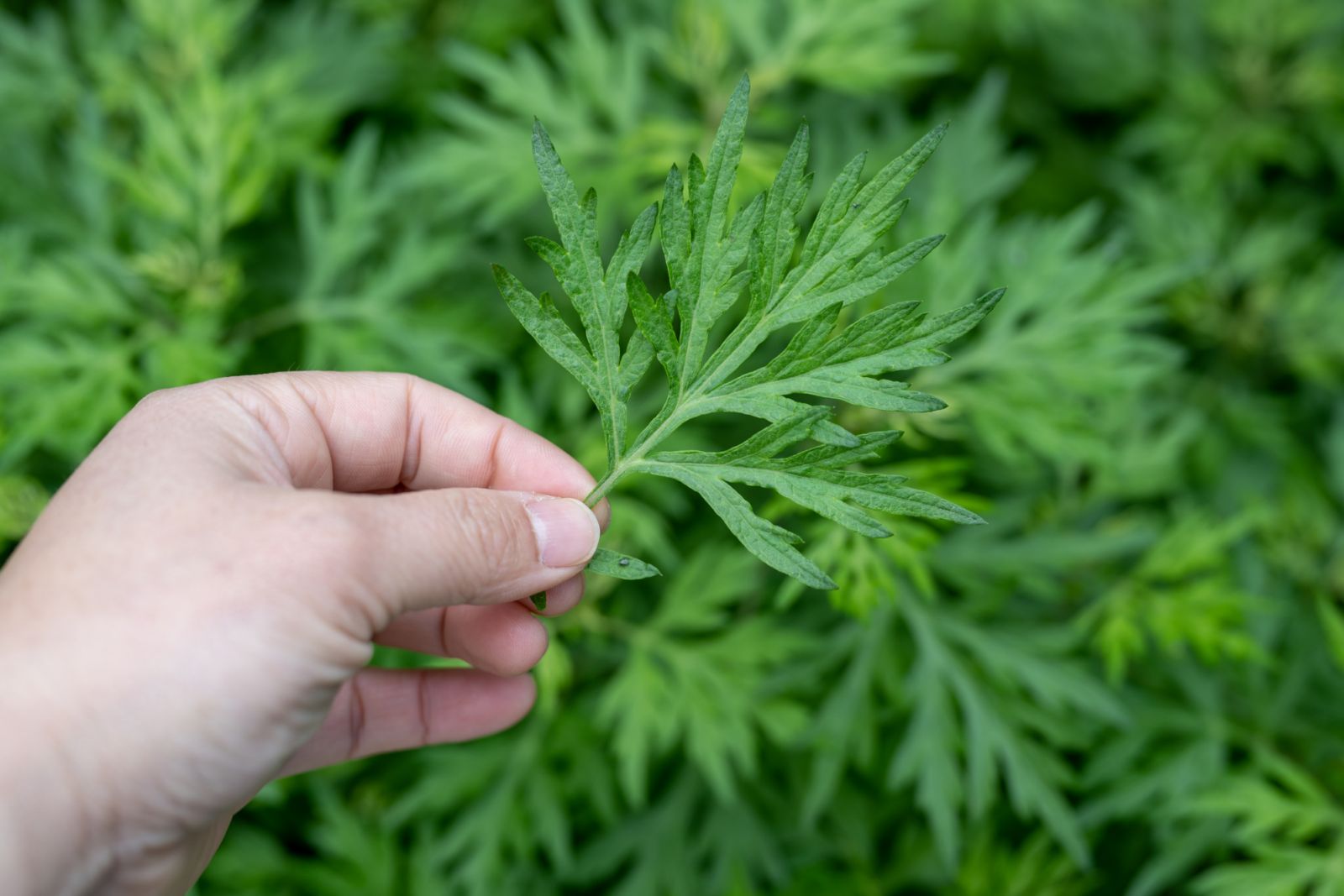 A woman is picking mugwort