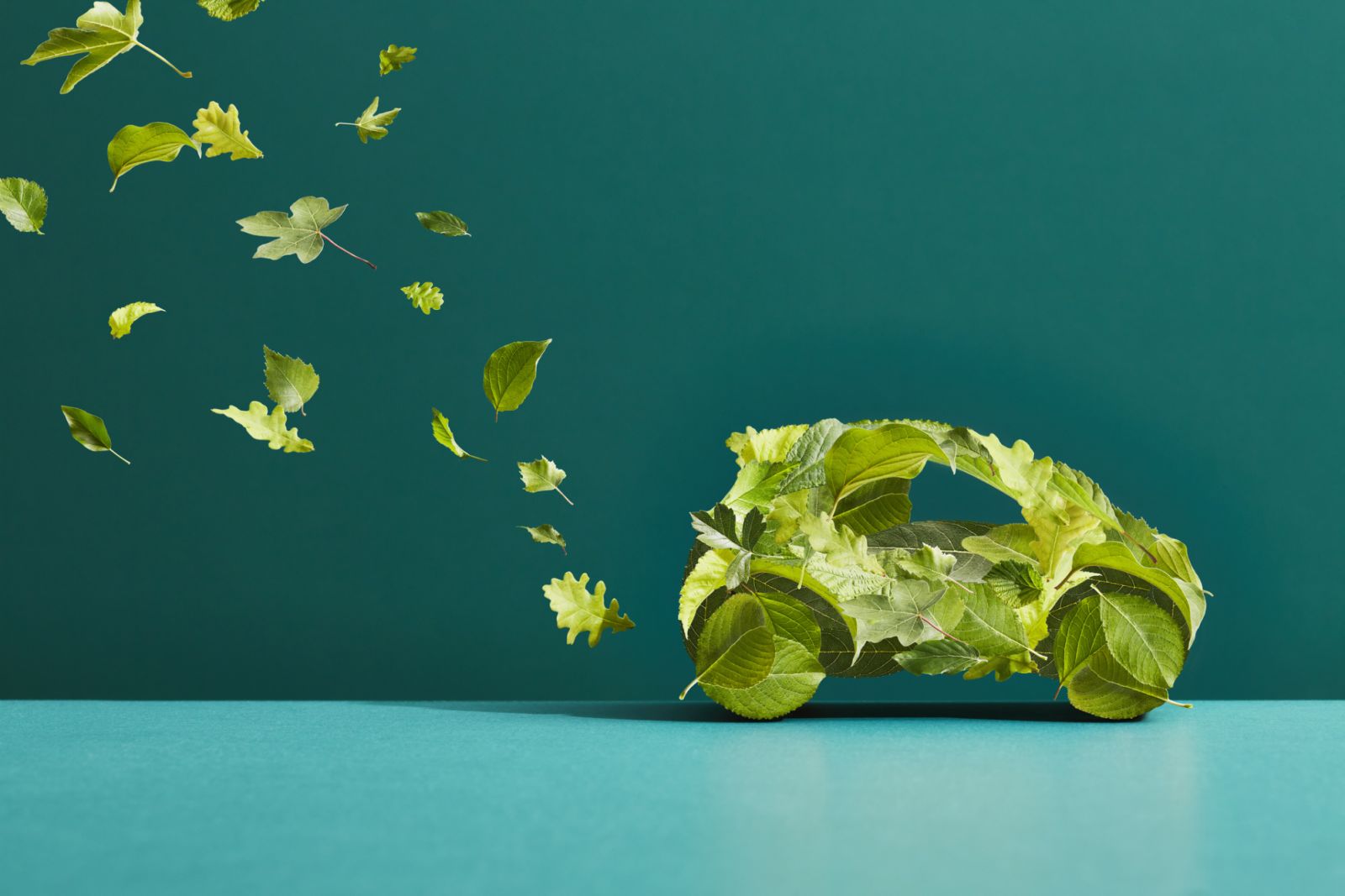 The leaves are from trees found in an English hedgerow, shot individually and composited together.