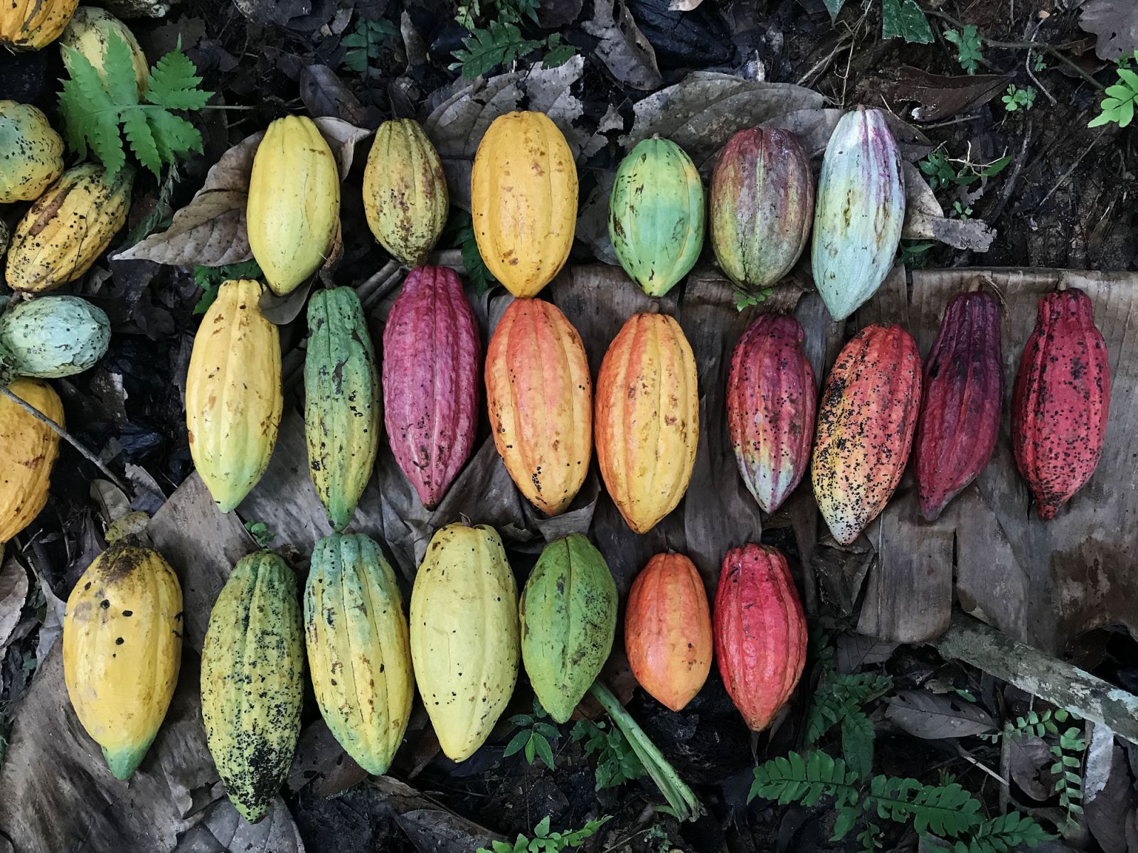 Cacao in Semai Village