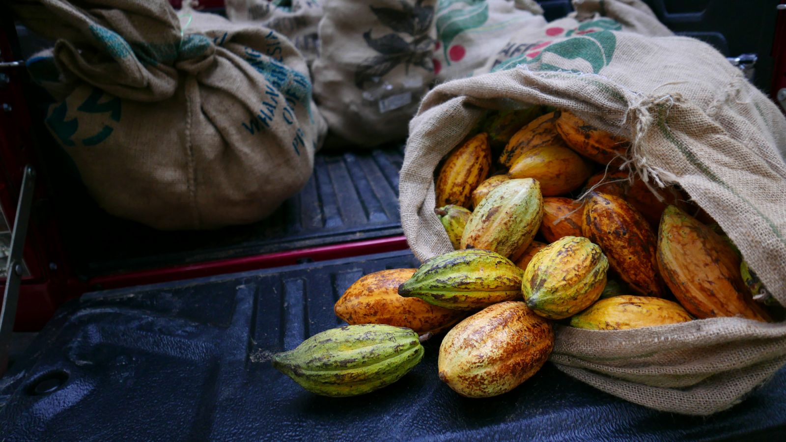 Cacao pods in a collection bag