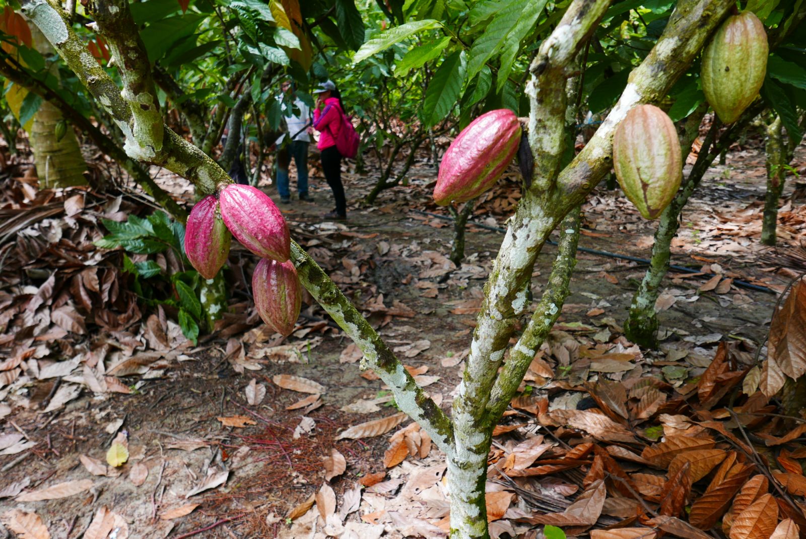 Pods on a tree in Hulu Gali