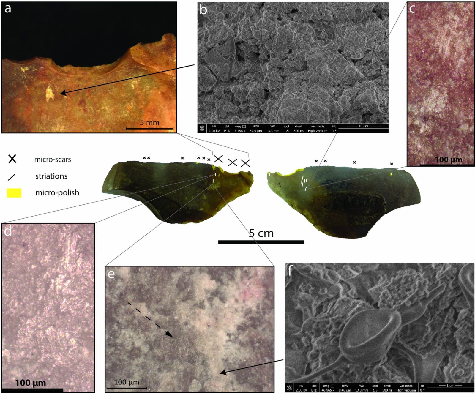Micro-traces of plant fibre processing on the Tabon Cave Stone Tools.