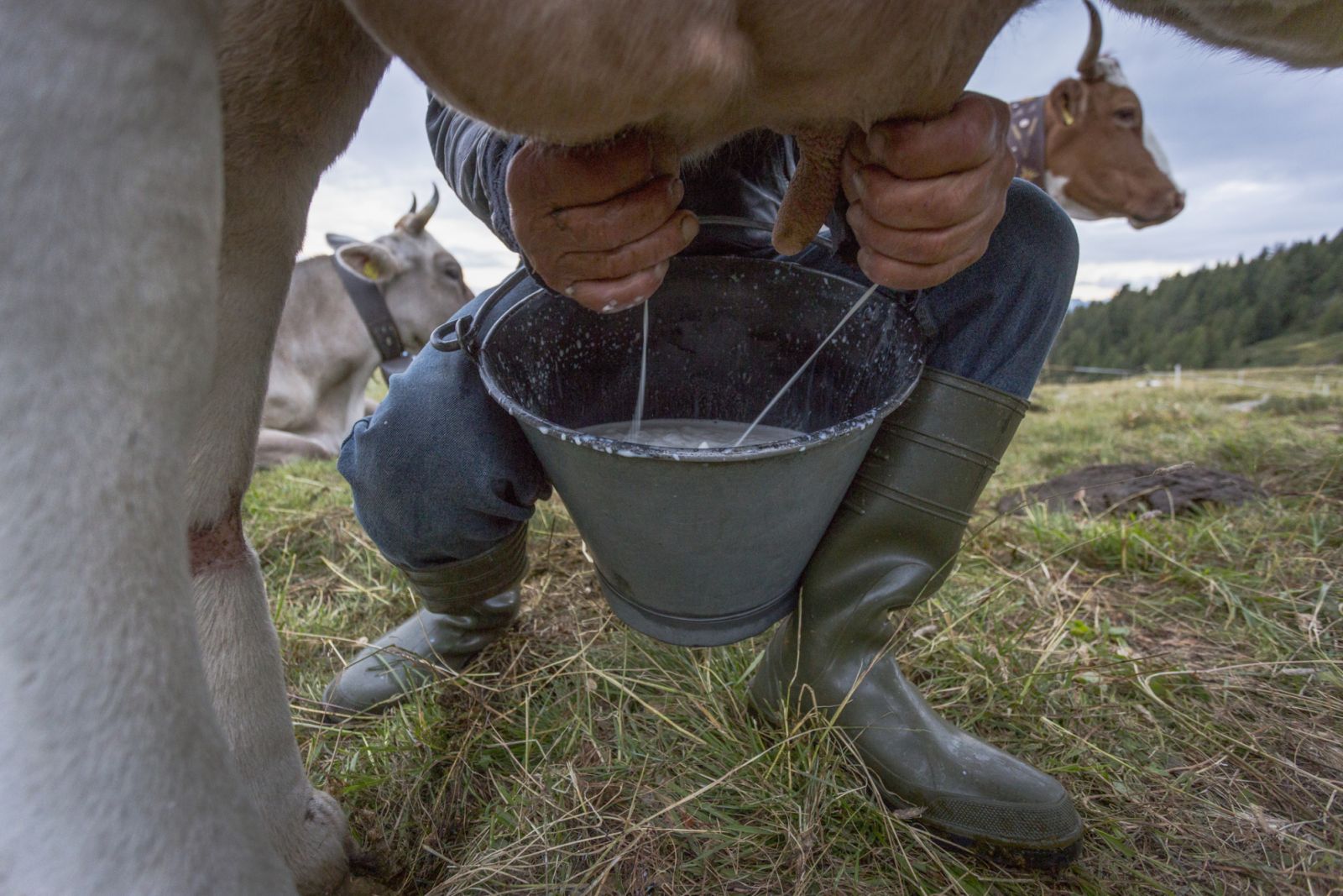 Traditional hand milking of a cow (Photo: Getty Images)