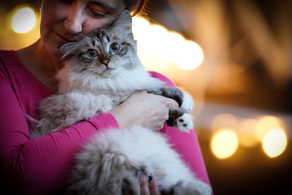 People are seen attending a cat exhibition at Hala Gwardii in Warsaw, Poland on February 17, 2019. Contrary to the rest of the world where Interantional Cat Day is celebrated in August Russia and Poland celebrate the popular pet's day in February. (Photo by Jaap Arriens/NurPhoto via Getty Images)