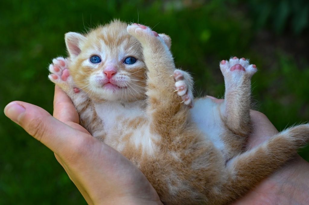 10 July 2021, Brandenburg, Sieversdorf: A kitten about three weeks old is held by a girl in her hands. Only a few days ago, the little kitten had opened its eyes for the first time. Photo: Patrick Pleul/dpa-Zentralbild/ZB (Photo by Patrick Pleul/picture alliance via Getty Images)