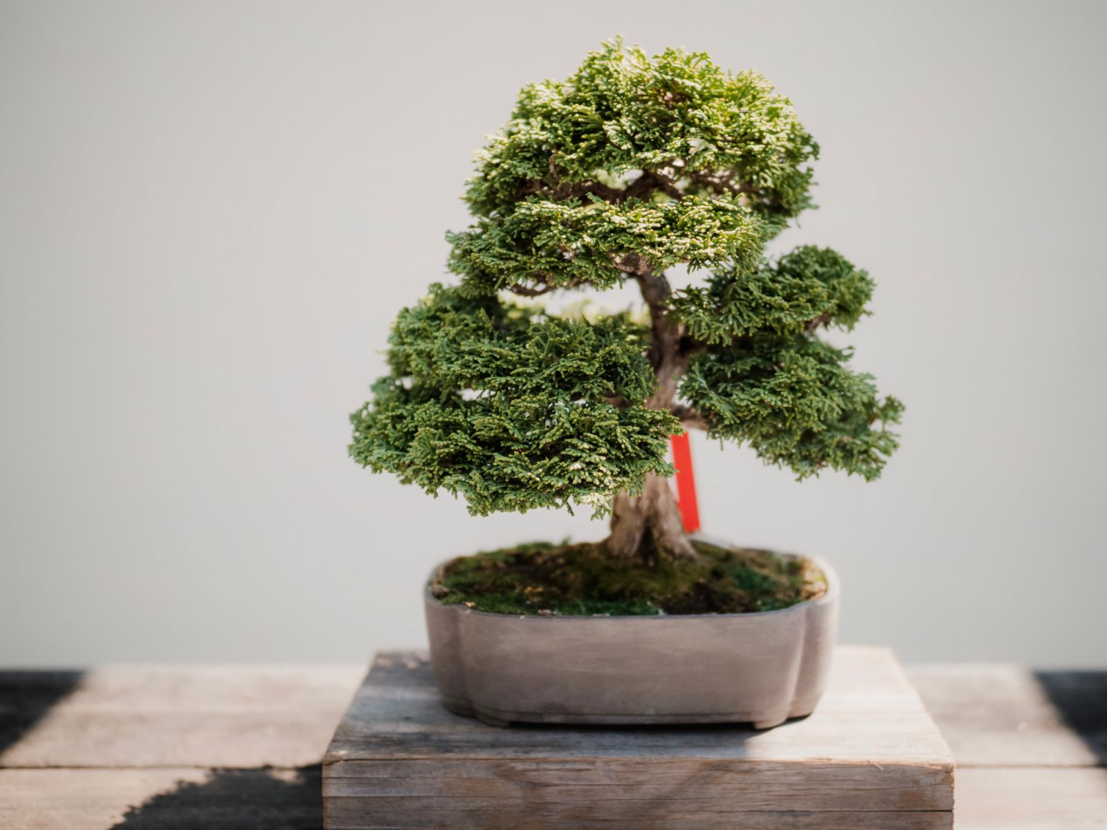 Bonsai (Photo: Unsplash/ Mark Tegethoff)