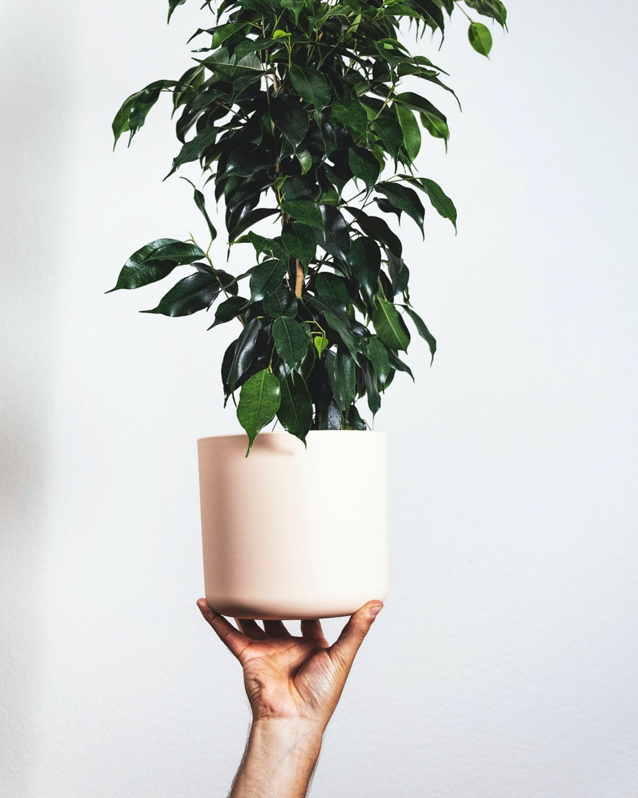 Ficus Benjamina (Photo: Unsplash/ feey)