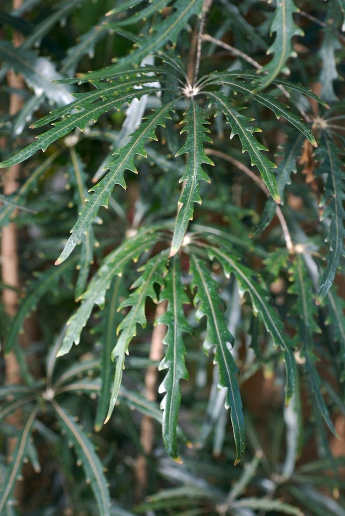 False Aralia (Photo: WikiCommons/ Eric in SF)