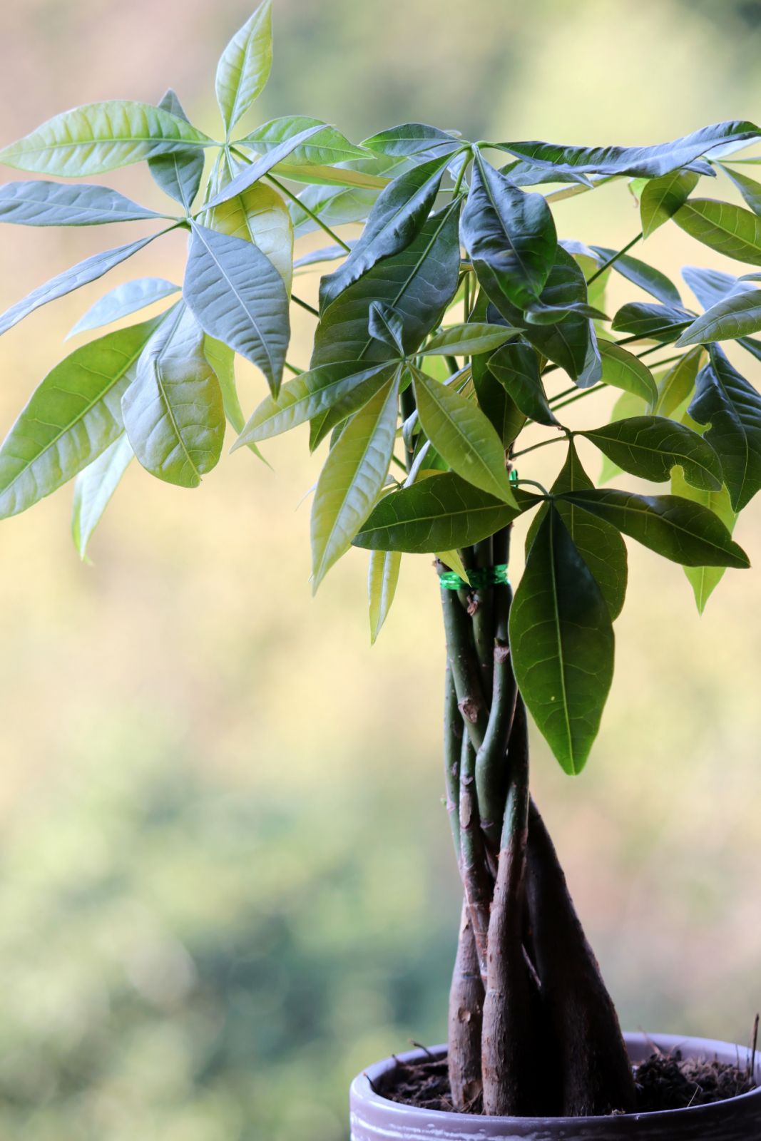 Malabar Chestnut (Photo: iStock)