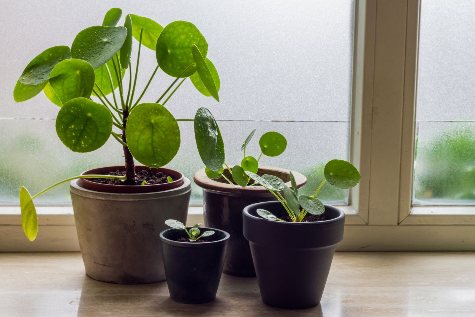 money tree house plant 4