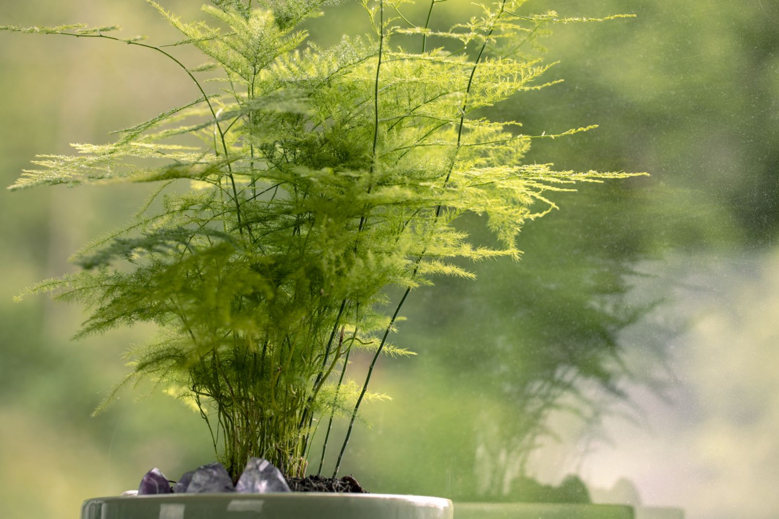 Asparagus Fern (Photo: iStock)