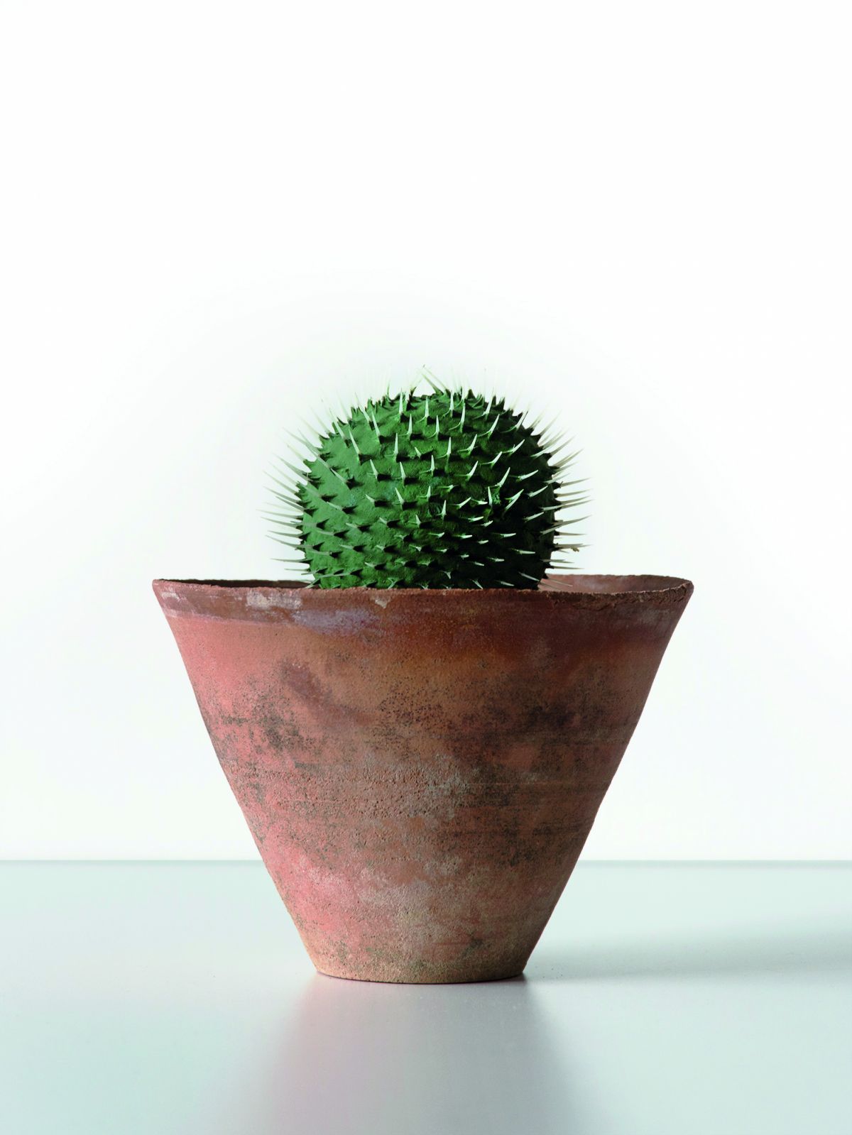 Trevor Yeung's Cacti (2019) (Photo: Courtesy Blindspot Gallery)