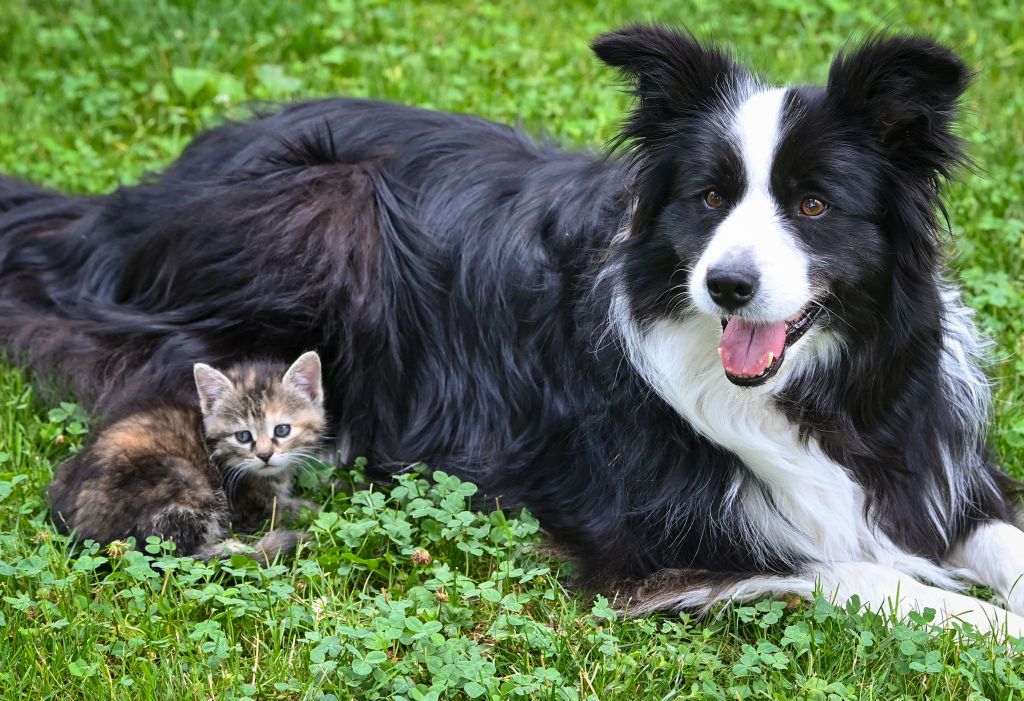 02 July 2022, Brandenburg, Sieversdorf: A female dog of the Border Collie breed is lying in a meadow in a garden together with a kitten a few weeks old. Photo: Patrick Pleul/dpa (Photo by Patrick Pleul/picture alliance via Getty Images)