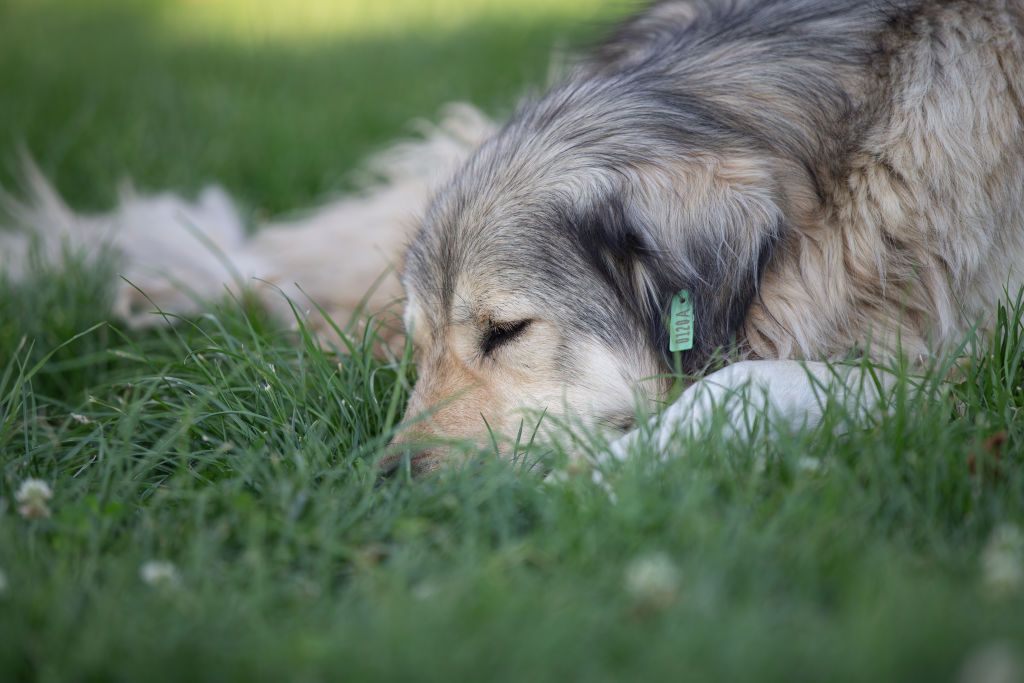 ANKARA, TURKIYE - AUGUST 19: A dog sleeps on grass on the International Homeless Animalsâ Day 2022 in Ankara, Turkiye on August 19, 2022. The âInternational Homeless Animals DayâÂ, first organized by the International Society for Animal Rights in 1992, continues to be held on the third Saturday of August every year. The event aims to raise awareness of the overpopulation of dogs and cats left homeless around the world. Worldwide charity campaigns are organized every year as part of the events, which are