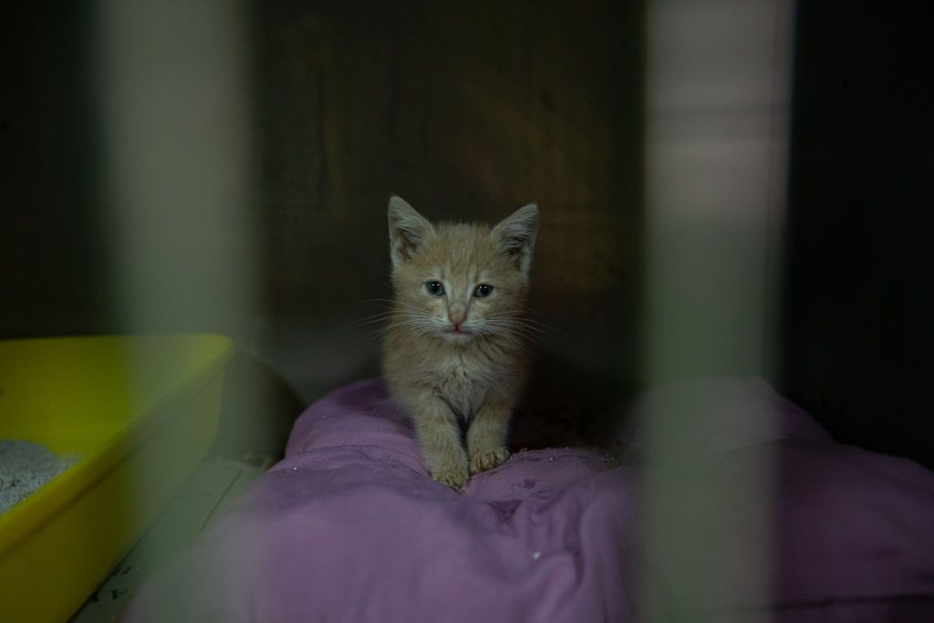 ANKARA, TURKIYE - AUGUST 19: A cat looks on from a cage on the International Homeless Animalsâ Day 2022 in Ankara, Turkiye on August 19, 2022. The âInternational Homeless Animals DayâÂ, first organized by the International Society for Animal Rights in 1992, continues to be held on the third Saturday of August every year. The event aims to raise awareness of the overpopulation of dogs and cats left homeless around the world. Worldwide charity campaigns are organized every year as part of the events, whic