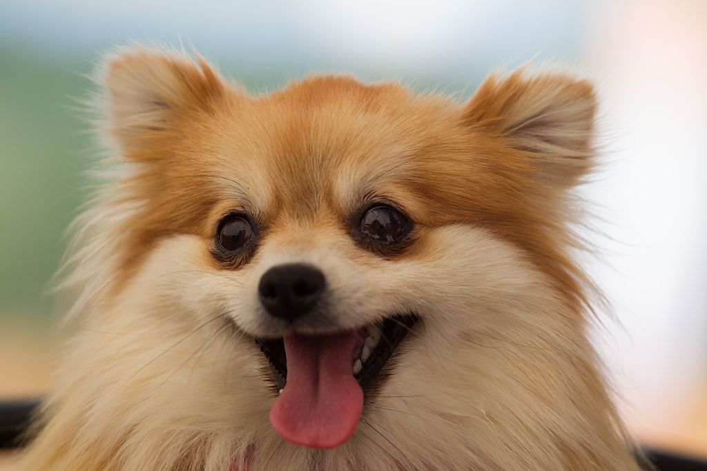 A mini pomeranian dog is seen put in the shade on a hot summer's day in Bydgoszcz, Poland on August 27 2016. After several months of humid but relatively cold weather the temperature has climbed to 30 degrees Celsius in Central Poland on Saturday. (Photo by Jaap Arriens/NurPhoto via Getty Images)