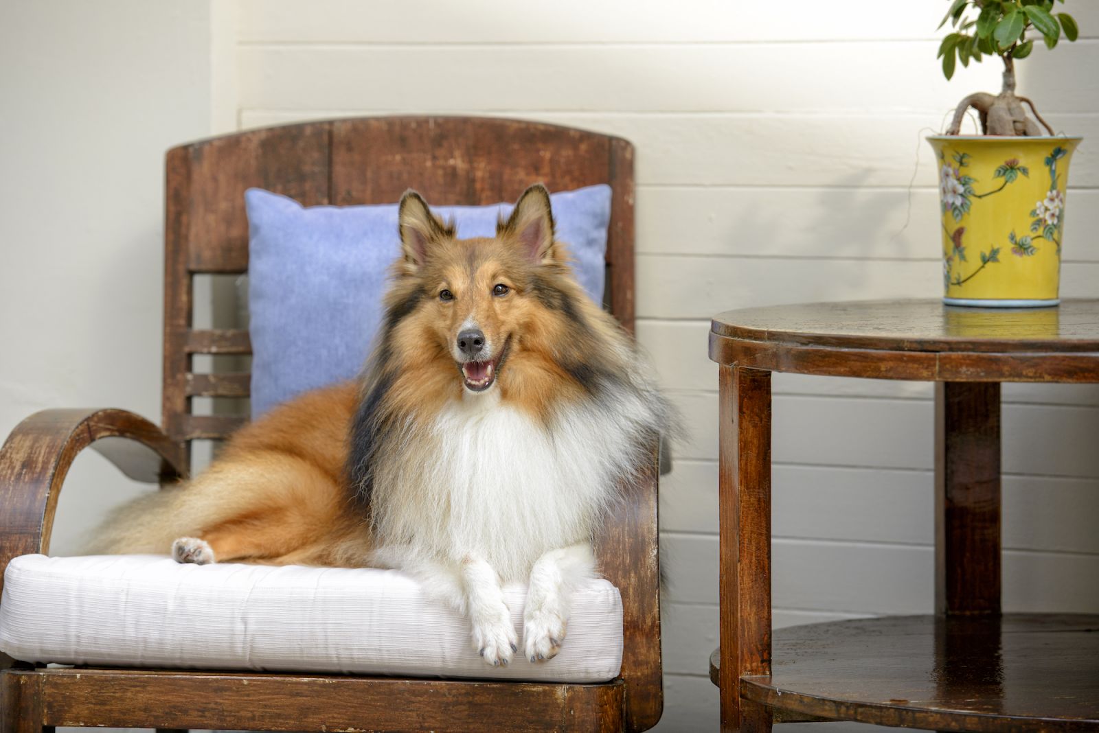 The hotel’s hardwood furniture is petproof
