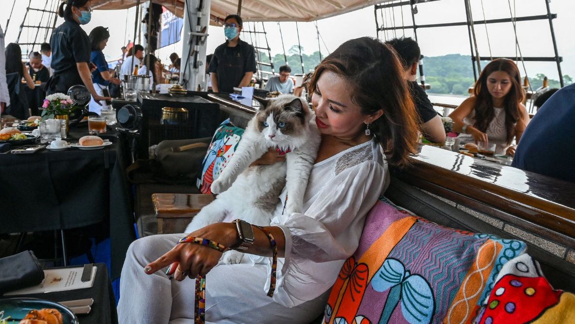 The ship's operator introduced the cat-friendly sailings this month after dog cruises launched in 2021 proved popular (Photo: AFP)