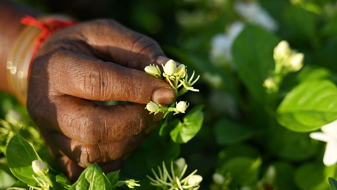 Jasmine’s fragrant flowers have been used for millennia in India to honour the gods, and the scent is a key part of world-famous perfumes (Photo: AFP)
