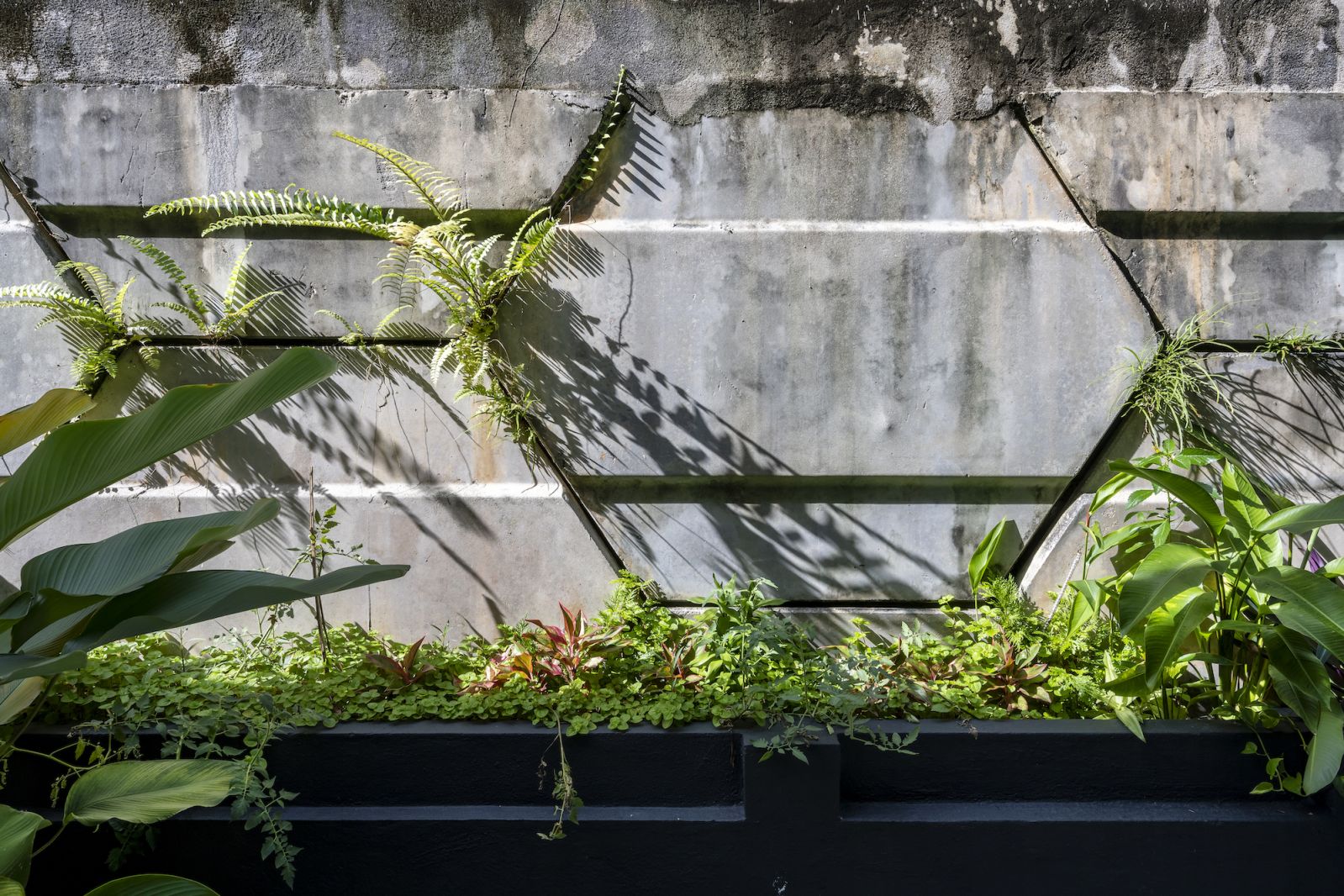 Flora juxtaposed with existing retaining wall