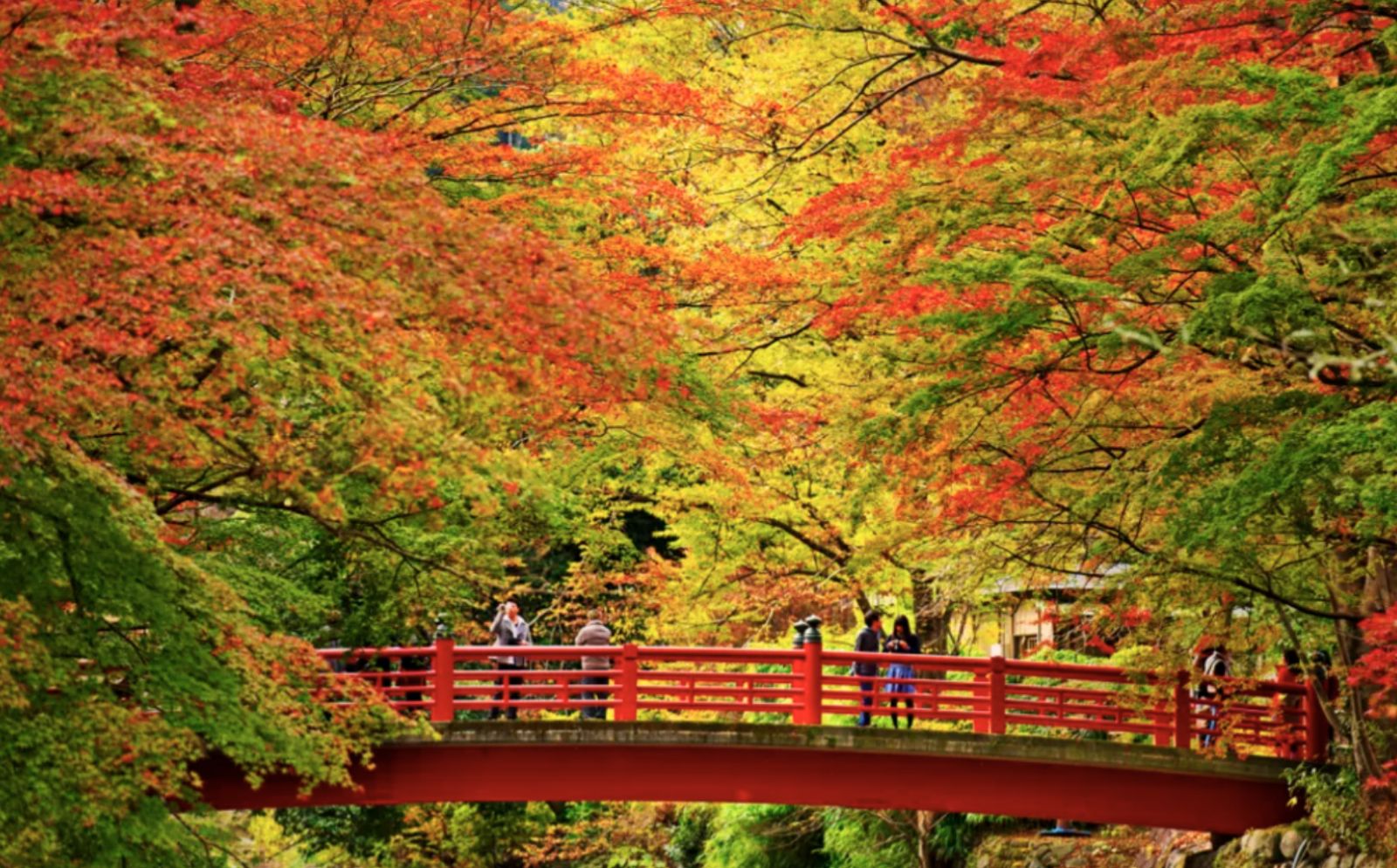 伊豆為日本最晚迎來紅楓的賞楓景點(Photo: Klook提供)