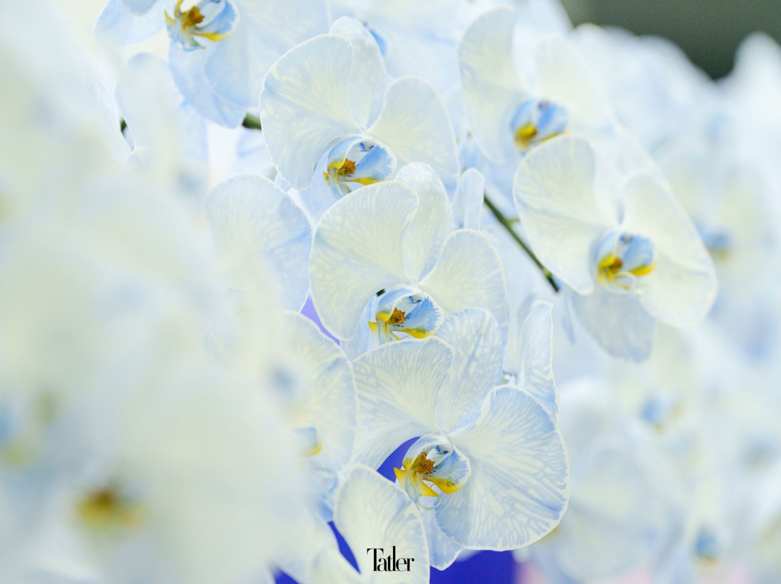 世茂農業生技已經成為全球最大的染色蝴蝶蘭切花供應商。(Photo: Aaron Peng)
