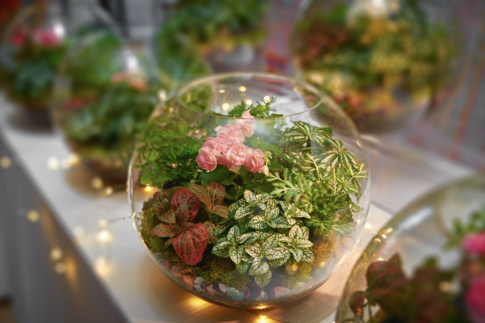 手作植物星球(Photo: AsiaYo提供)