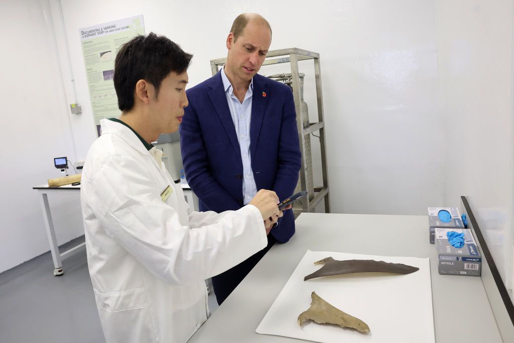 SINGAPORE, SINGAPORE - NOVEMBER 08: Prince William, Prince of Wales inspects seized items including ivory, pangolin scales and shark fins during his visit to the Centre for Wildlife Forensics at Lim Chu Kang on day four of his visit to Singapore on November 08, 2023 in Singapore. The Prince of Wales is visiting Singapore to attend the Earthshot Prize Awards and will also carry out several engagements related to environmental issues. (Photo by Chris Jackson/Getty Images)