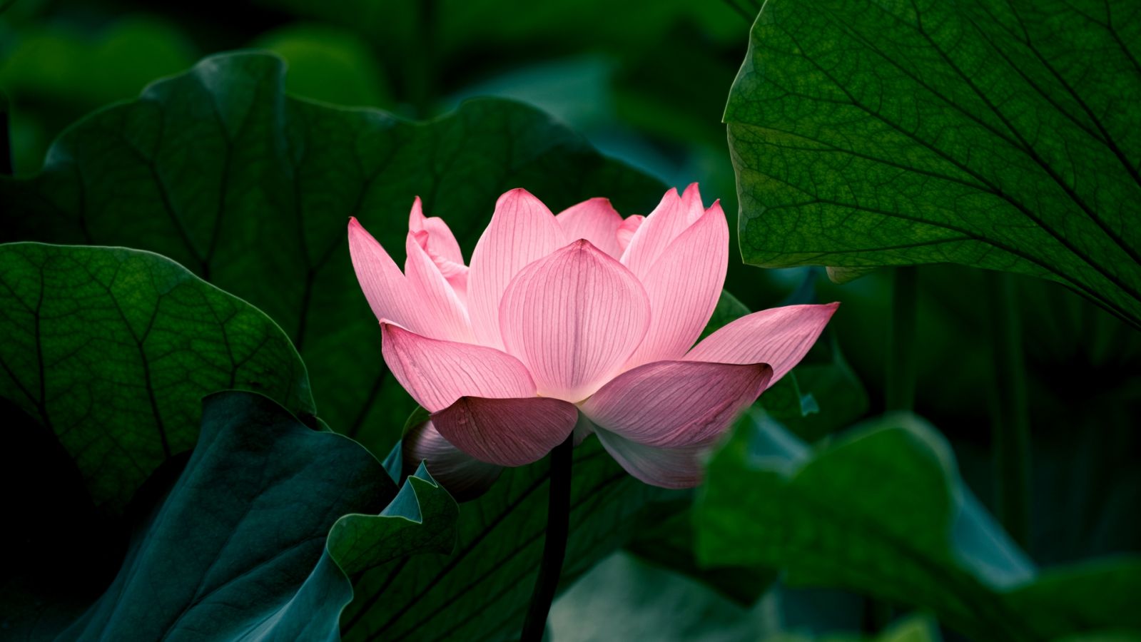 Pink lotuses are prominently depicted alongside Hindu deities (Photo: Sora Sagano)