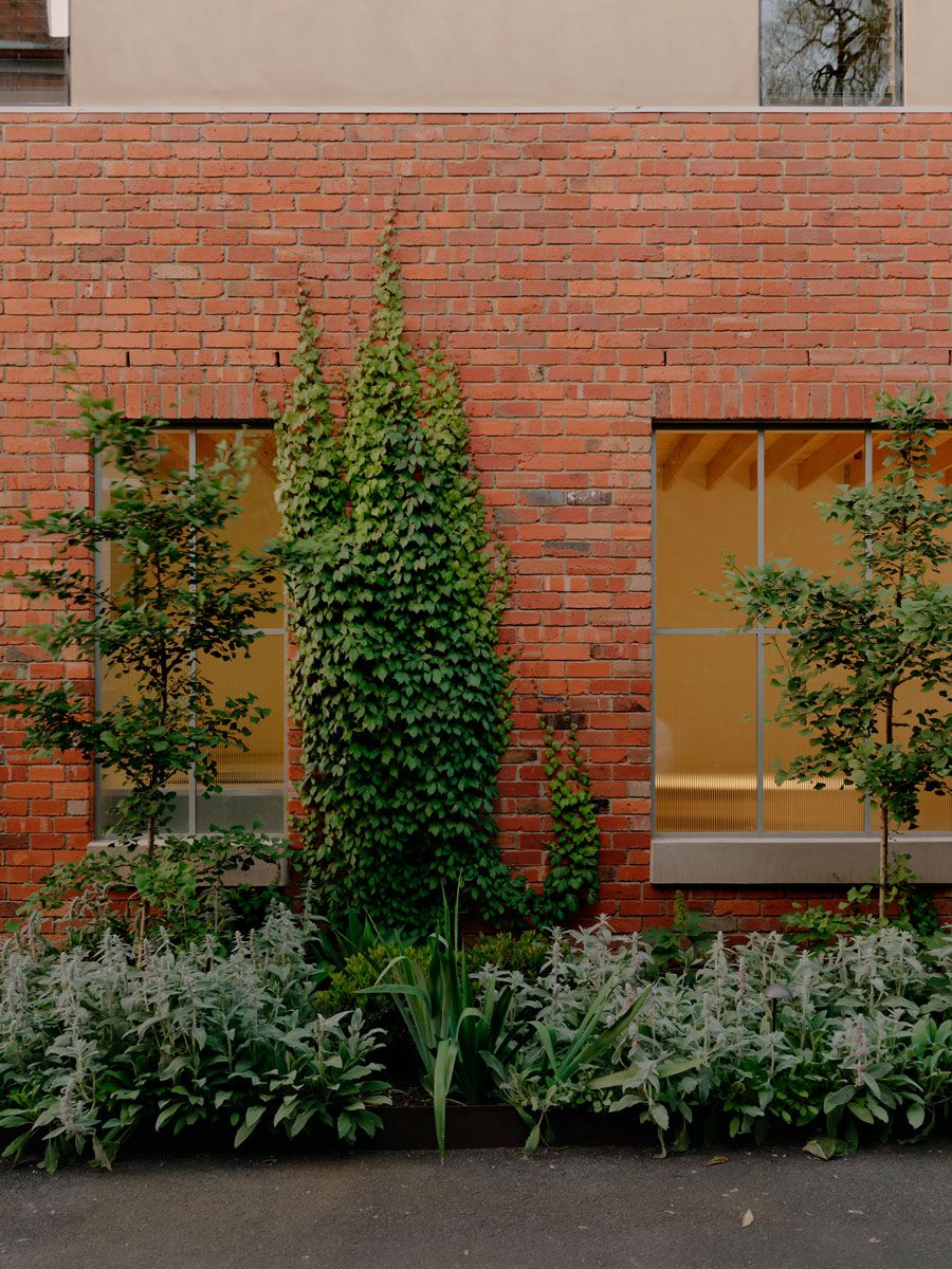 Ivy covered windows