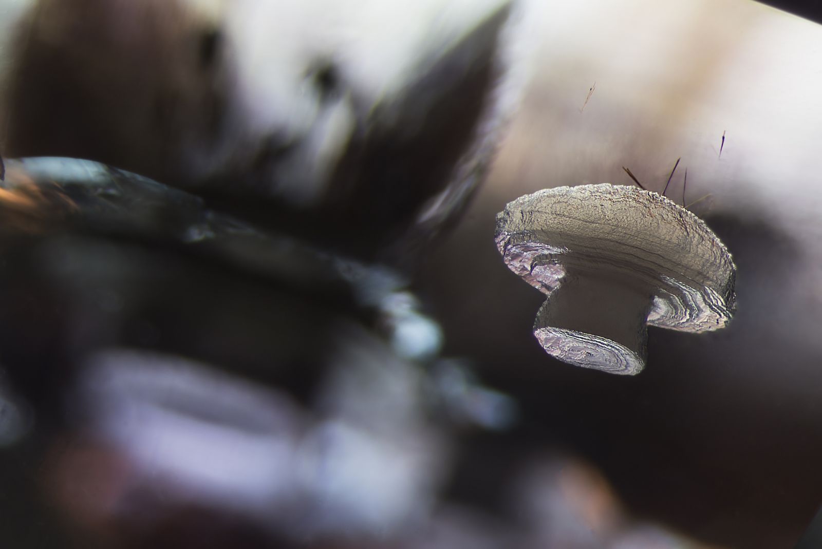 Cristobalite inclusion in amethyst. Photo: E. Billie Hughes/Lotus Gemology