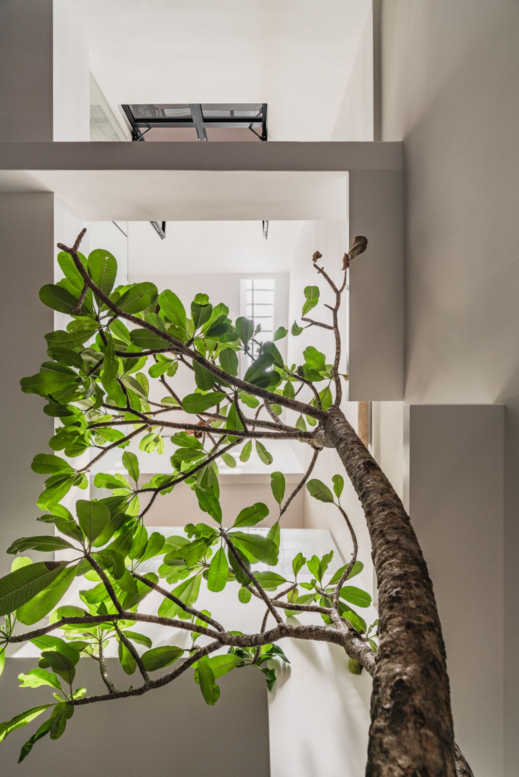 Greenery softens the ho,e