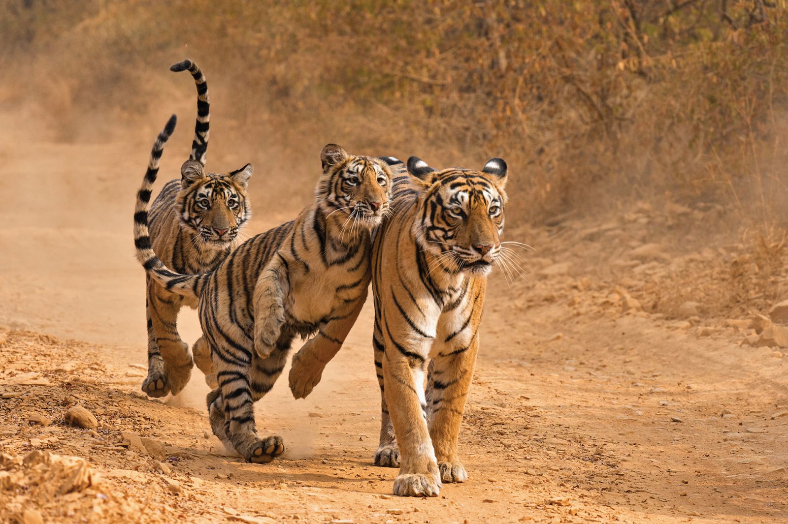 Three wild Bengal tiger - one mother and her two sub adult cubs, in a dirt track in the dry forests of Ranthambhore. The mother is walking towards the camera and one of her cubs is jumping on her tenderly, while the other cub is running towards them in the background.