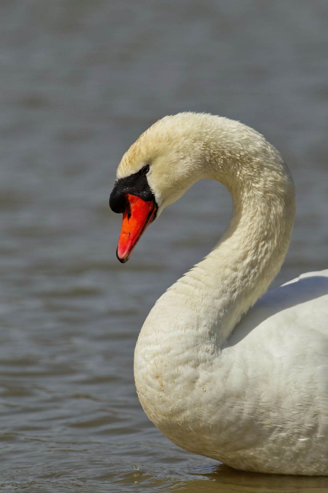 A swan (Photo Getty: Images)