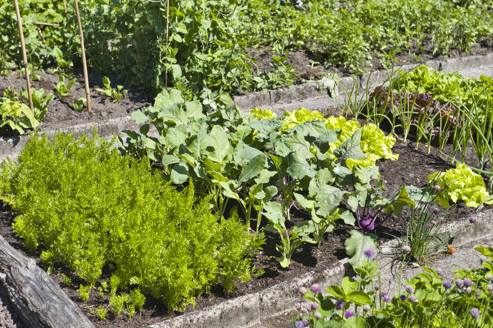 A vegetable patch. (Photo: Getty Images)
