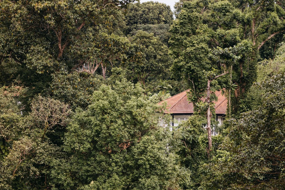 The verdant view