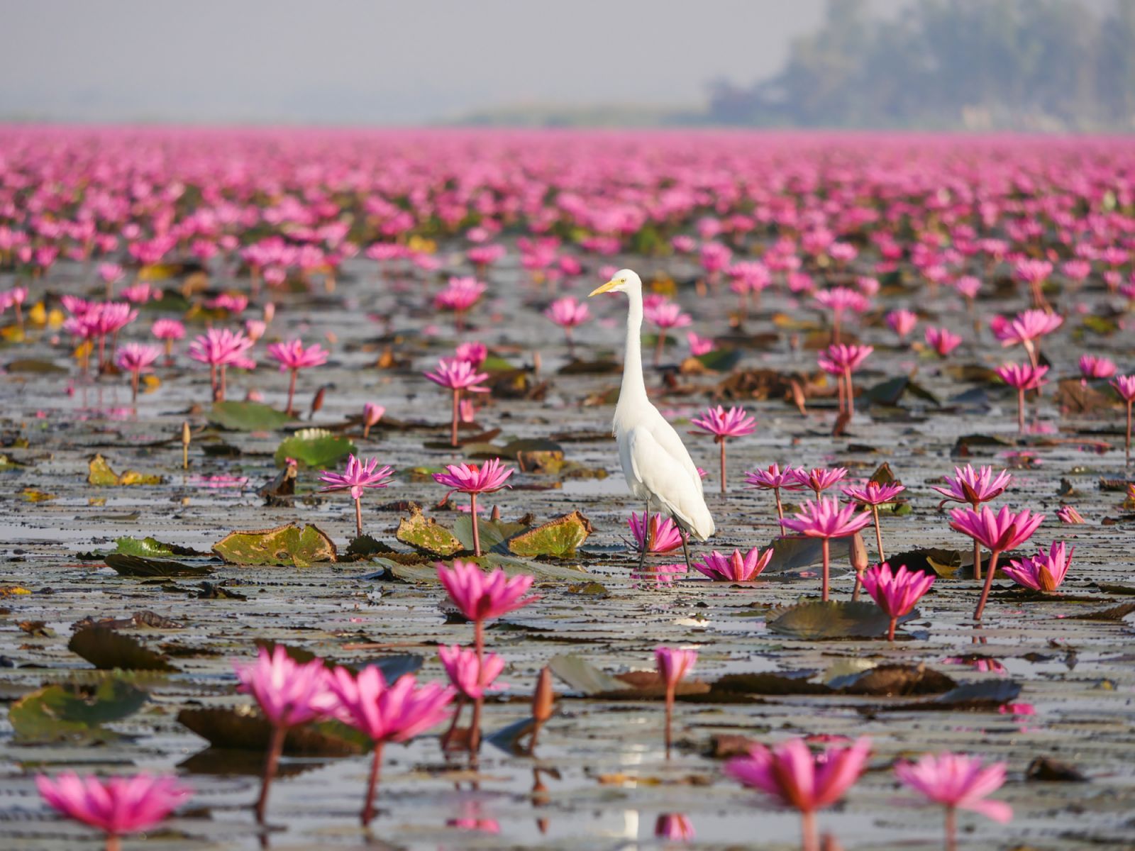 ทะเลบัวแดง หนองหานกุมภวาปี จังหวัดอุดรธานี