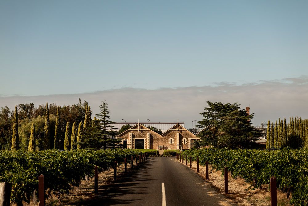 The estate's vineyards where the vines have been flourising for over 100 years