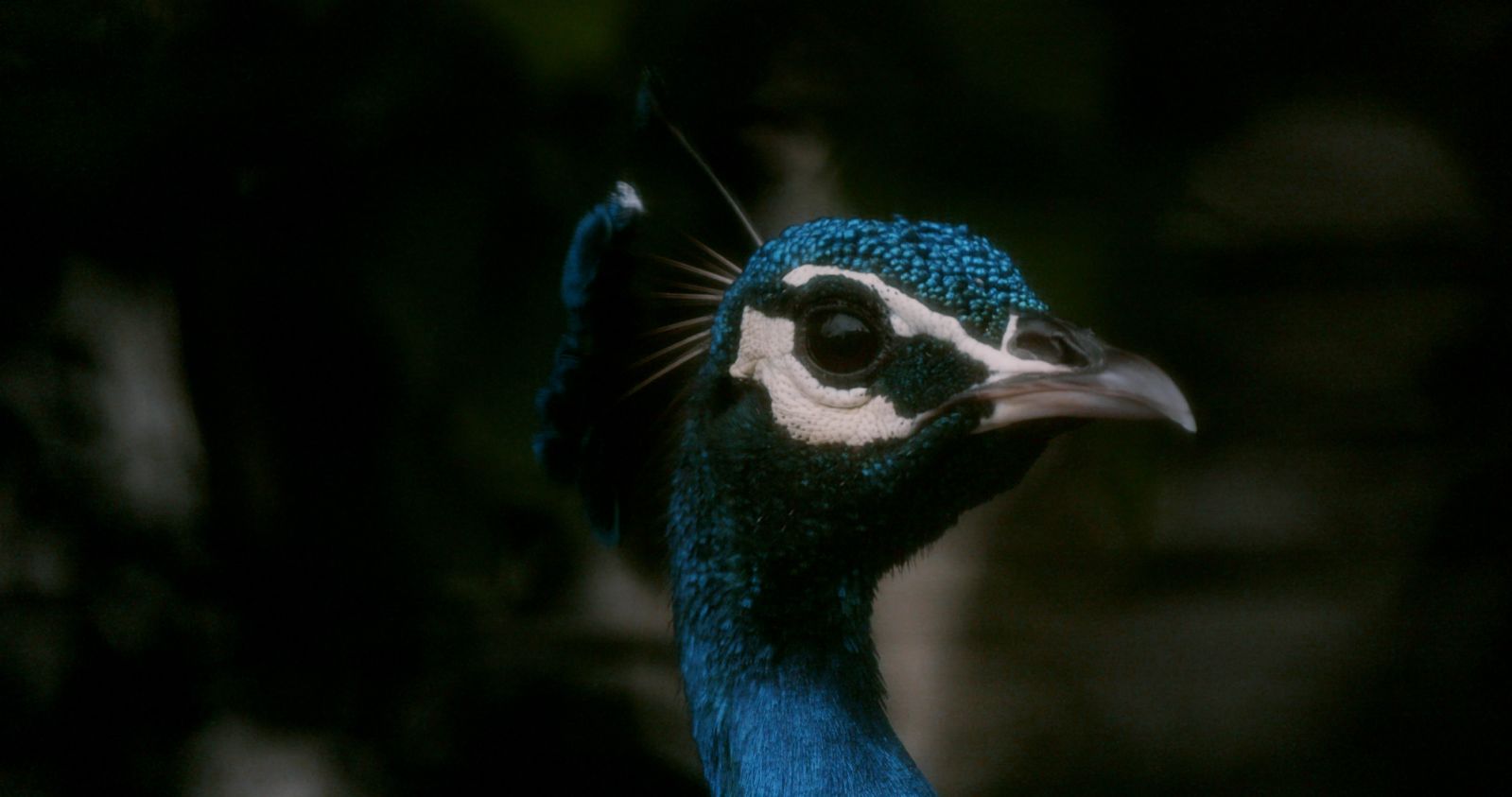 Amar Kanwar, "The Peacock’s Graveyard" (2023) (Photo: courtesy of M+, Hong Kong)