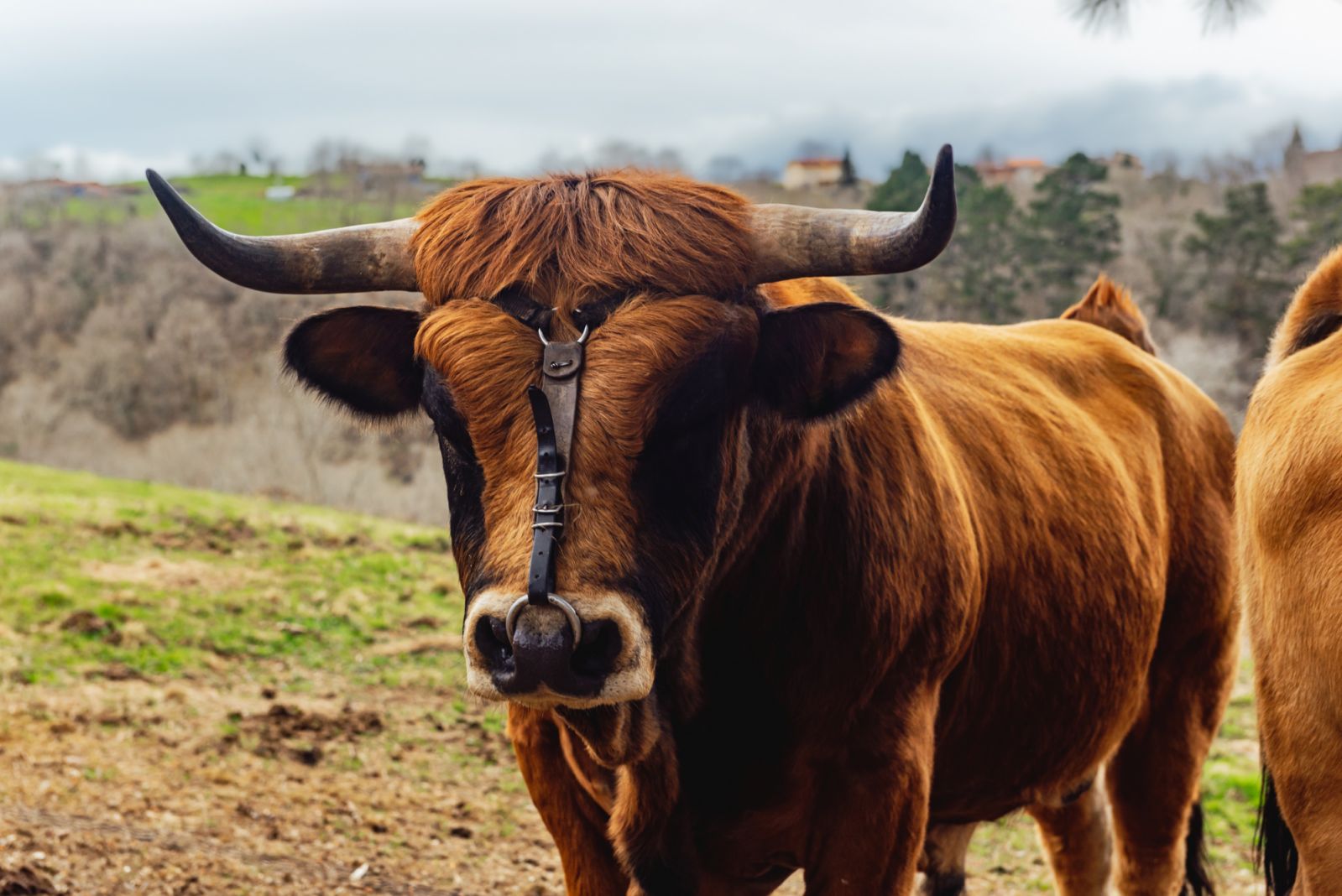People born in the year of the Ox will be financially blessed this year (Photo: Getty Images)