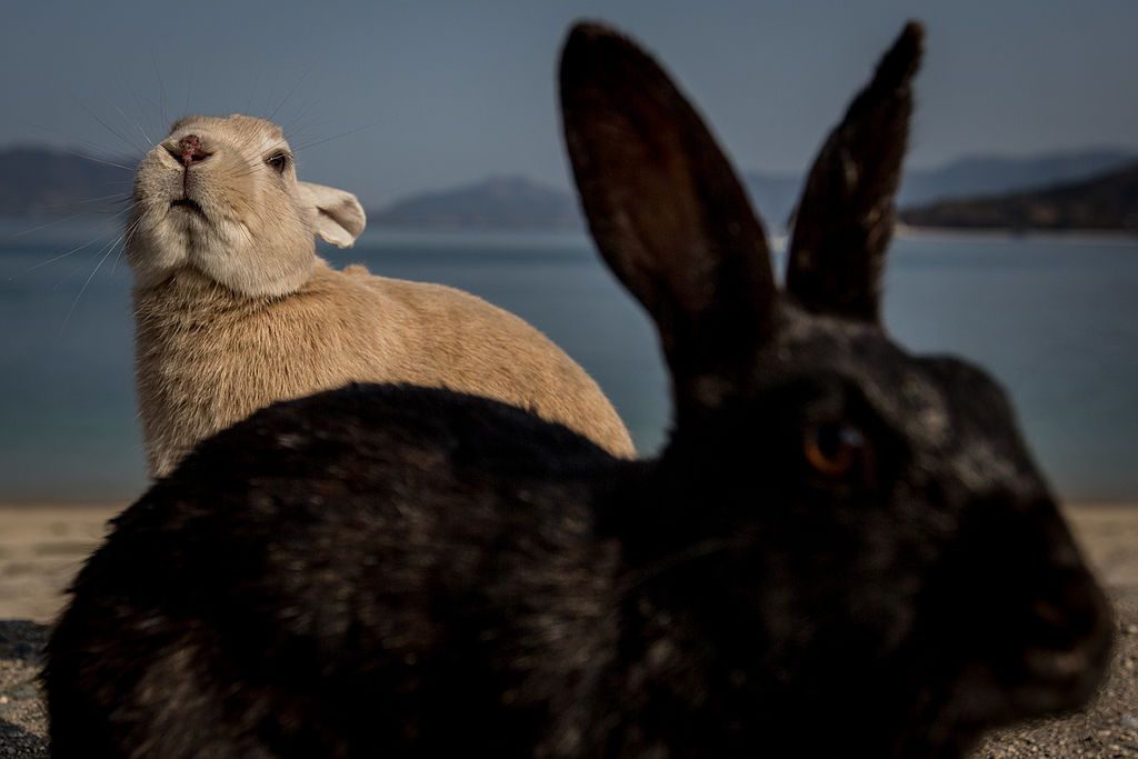 The rabbit will hop over the goal that they have (Photo: Getty Images)