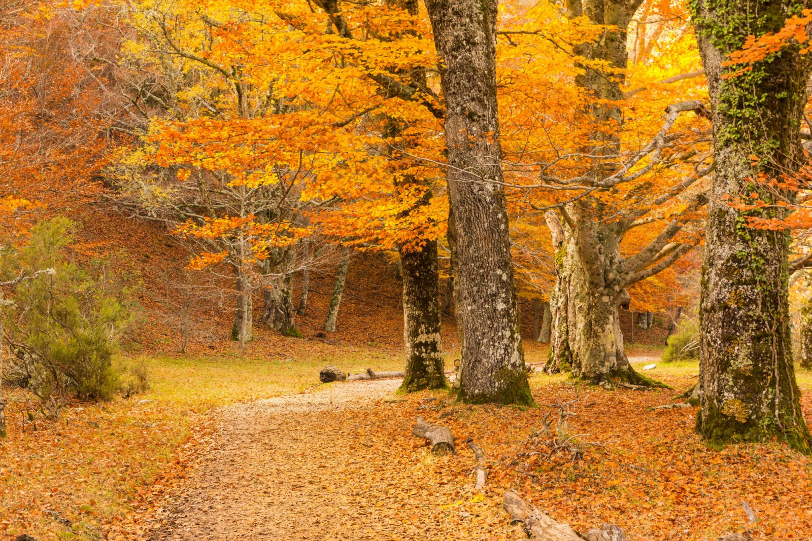 Path through the beech forest covered with leaves in autumn (Montejo de la Sierra, Spain)
