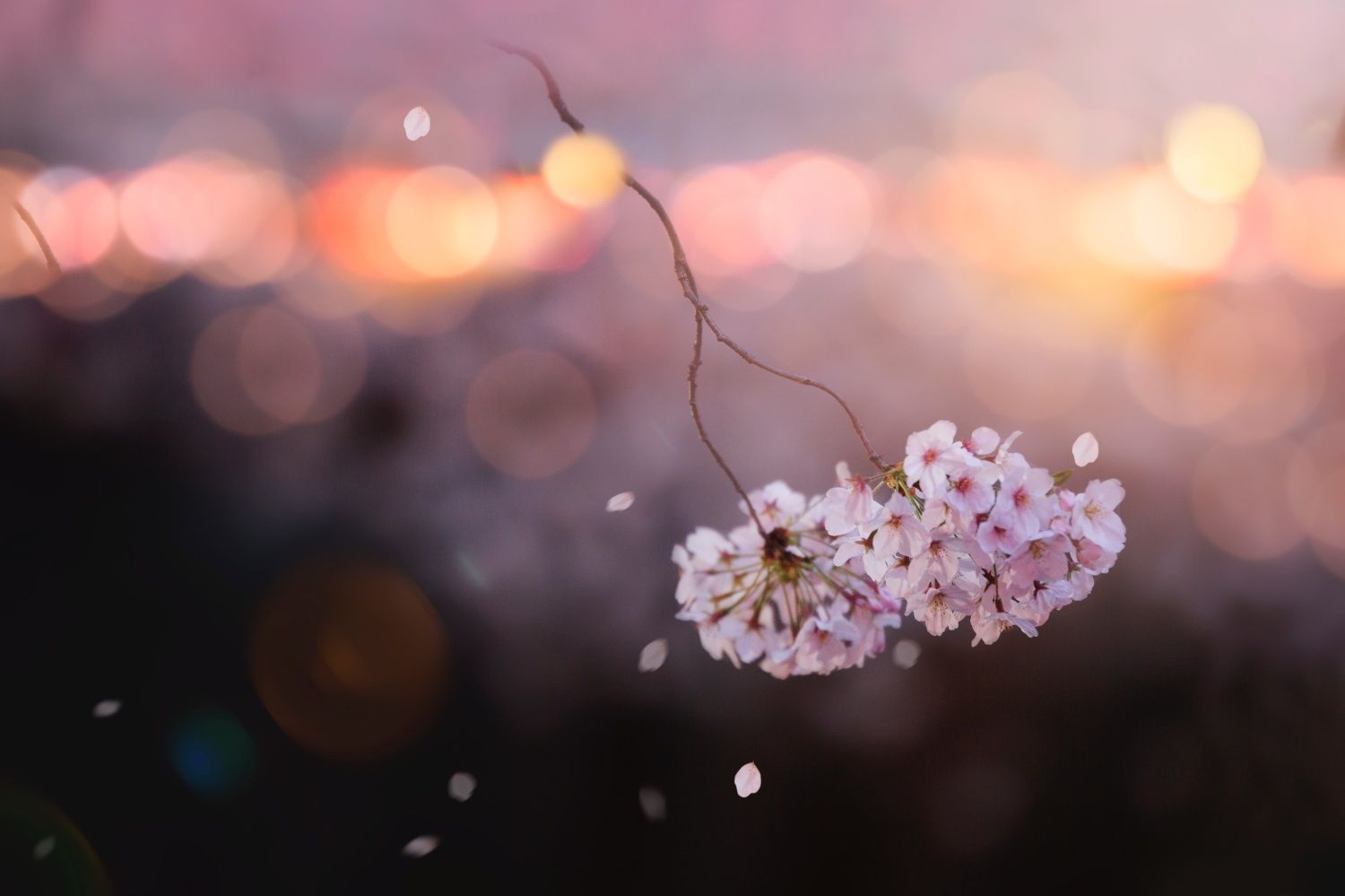 櫻花