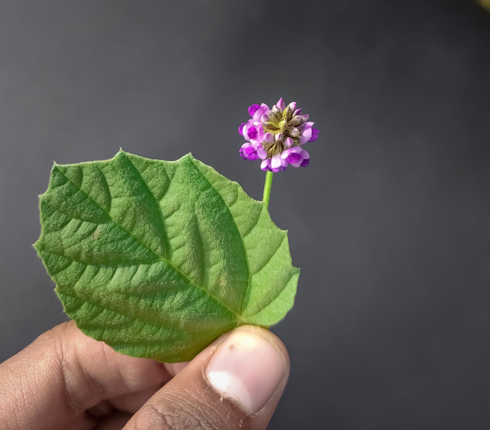 Bakuchiol is an extract from the seeds of Psoralea corylifolia (nicknamed "babchi"), a plant grown in India that's been a staple of traditional Indian Ayurvedic and Chinese medicine for many years. (Photo: Getty Images)