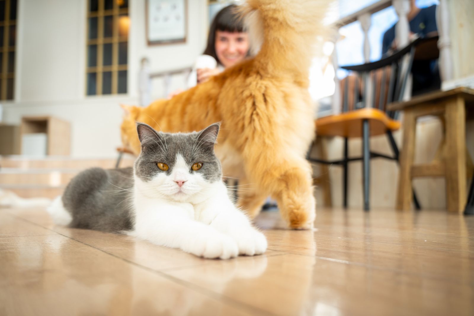 Cat cafes in Malaysia