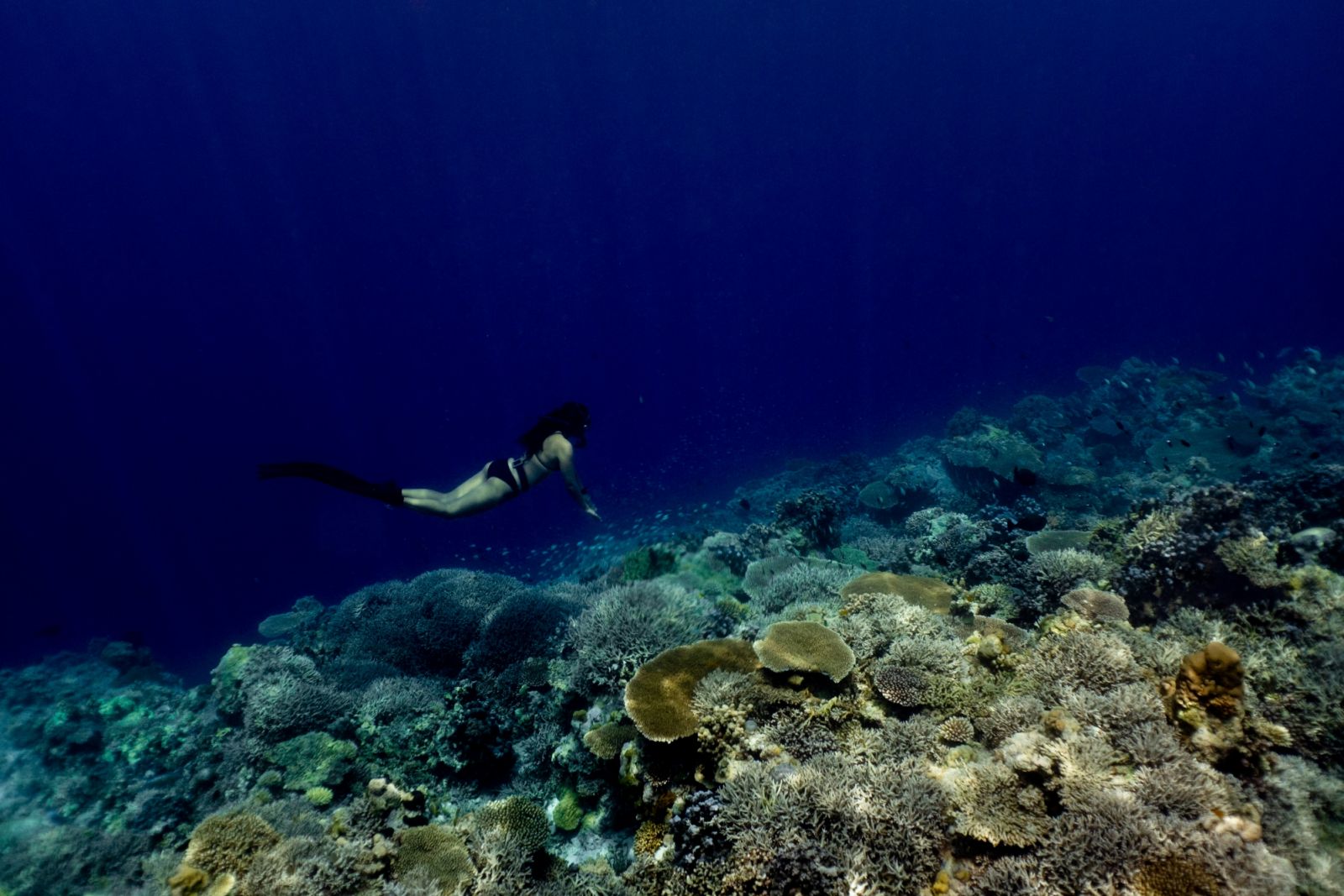 Apo Reef (Photo: Farhan Sharief/Unsplash.com)